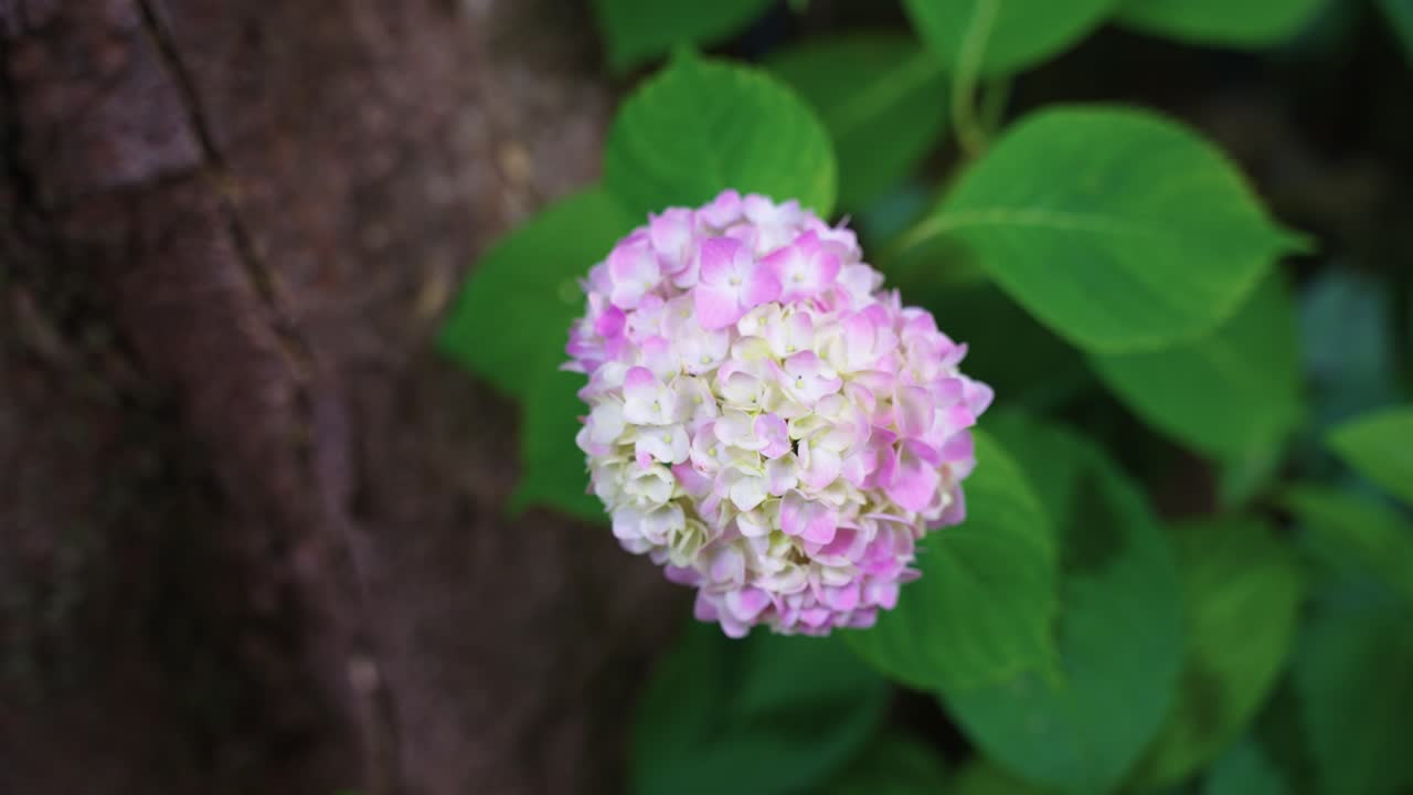 Pastel Ajisai Flower in Japans Early Summer, Close Up Shot