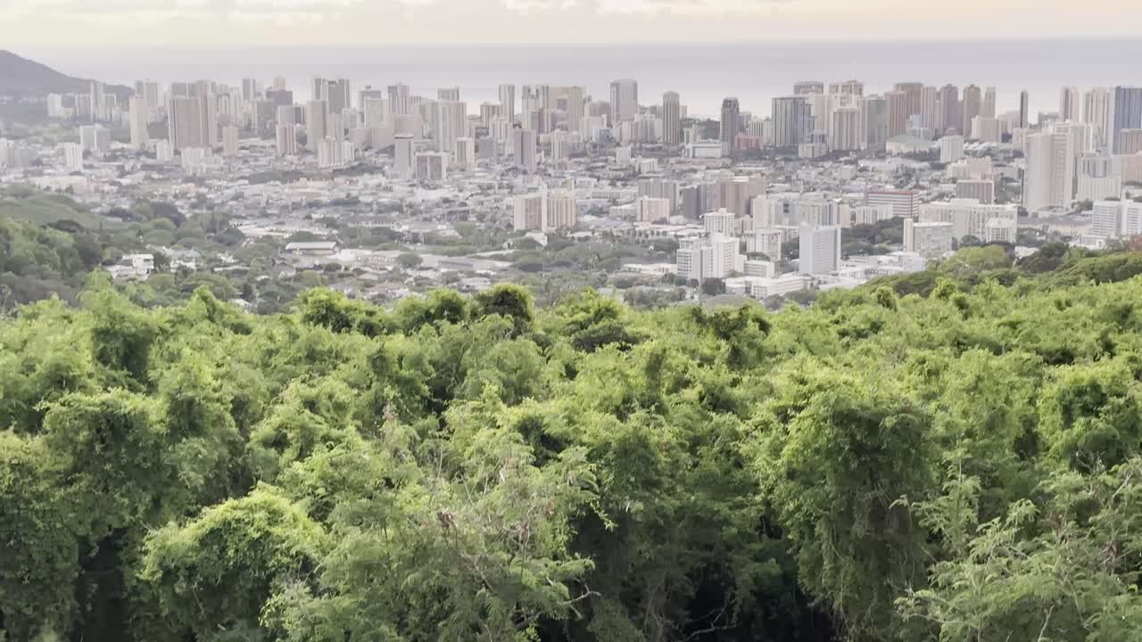 호놀루의 독특한 관점, 전면에 푸른 잎자루와 배경에 활기찬 도시 풍경의 대조를 보여줍니다.