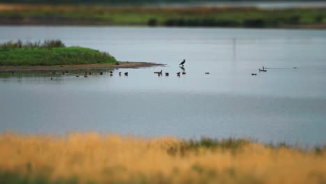 Una-Bandada-De-Pequeñas-Ofertas-De-Agua-En-El-Lago