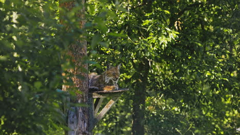 lynx-sitting-quietly-on-a-platform-among-the-trees