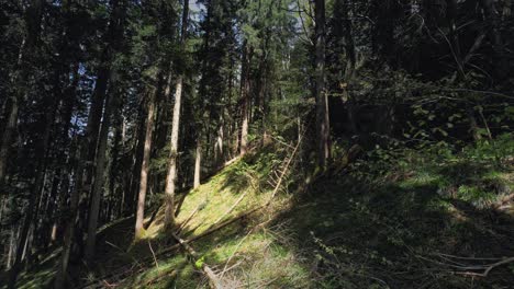 4K-Aufnahme-Eines-Alpinen-Nadelwaldes-In-Österreich-Mit-Sonnenlicht,-Das-Auf-Baumstämme-Und-Waldhänge-Trifft