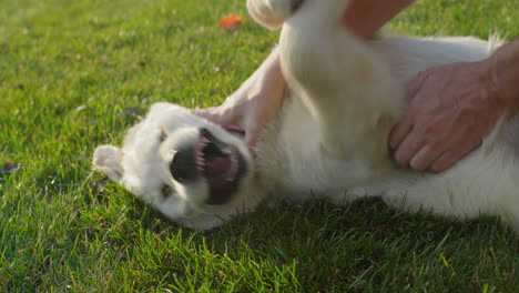 un hombre juega con un cachorro de golden retriever en un césped verde. vista lateral