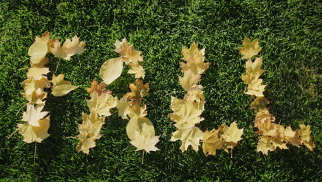 the word fall made of yellow maple leaves on green grass.