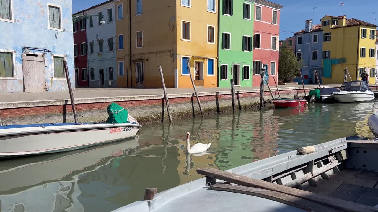 cisnes deslizándose a lo largo de los tranquilos canales de la isla de burano, venecia, italia