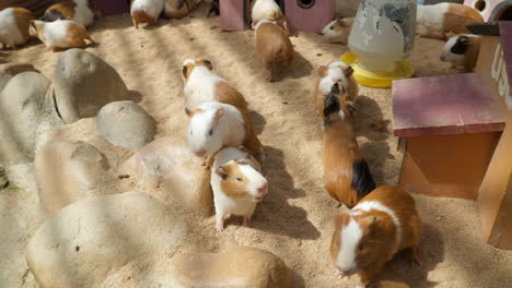 family of domestic guinea pigs in barn resting by small wooden houses