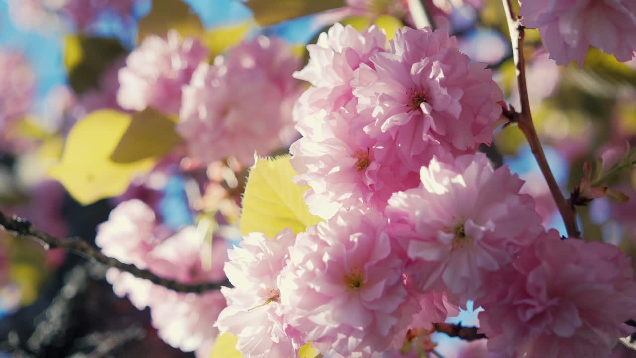 una imagen cautivadora que muestra las delicadas flores de cerezo rosadas en plena floración, con la luz del sol filtrándose a través de los pétalos suaves en medio de las hojas verdes vibrantes