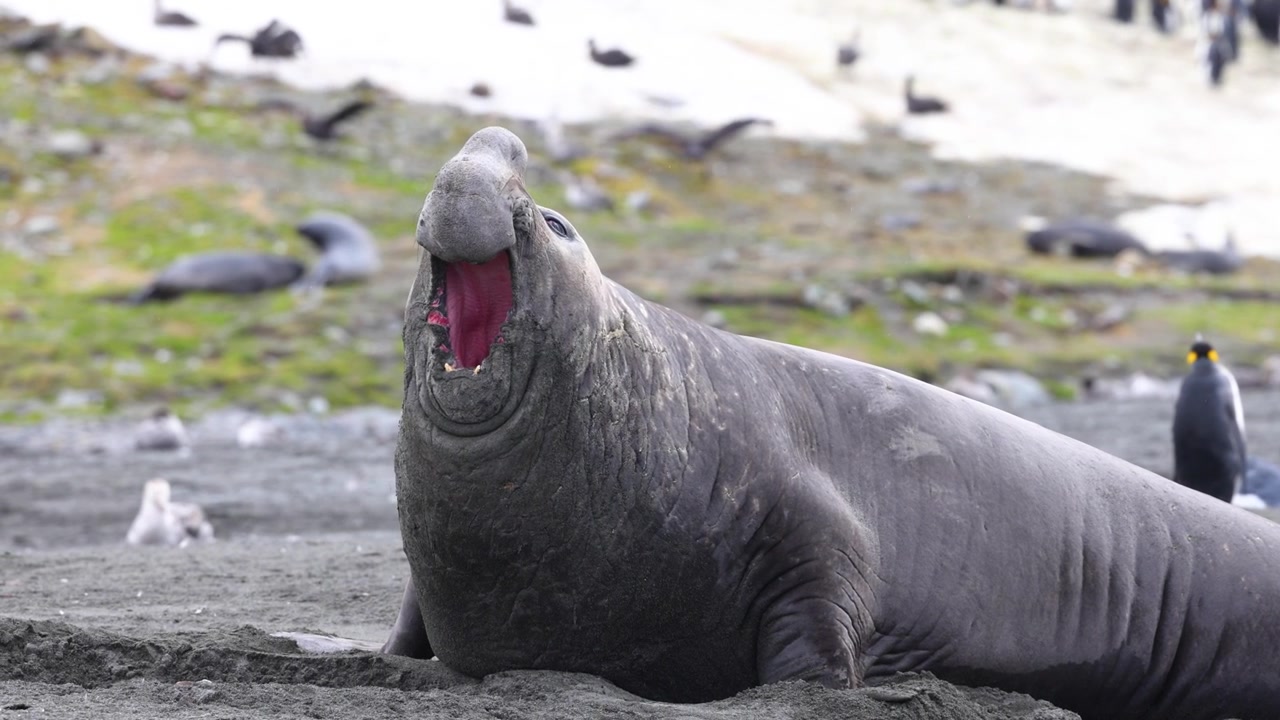 Een grote stierzeelefant opent zijn bek om te brullen op een rotsachtig strand in Zuid-Georgia, omringd door pinguïns, close-up.