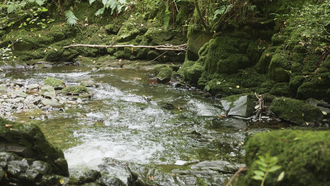 Slowmotion af en bæk, der strømmer gennem en mosgrøn skov i Irland, ikonisk fantasiscene