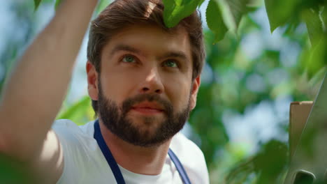 portrait man gardener picking berry fruits green tree in sunny garden smiling