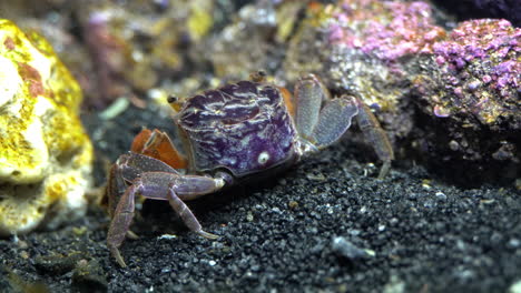 rear view of red claw crab