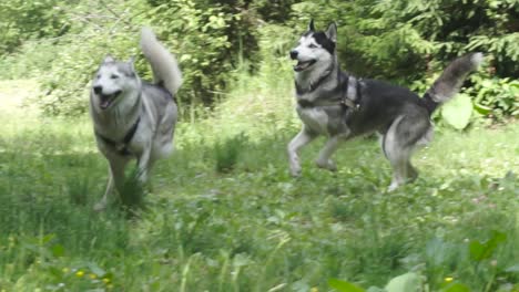 Perros-Esquimales-Jugando-En-Green-Glade