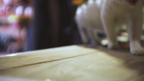 Rack-focus-white-cat-jump-on-the-workshop-table