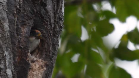 The Black-thighed Falconet is one of the smallest birds of prey found in the forests in some countries in Asia
