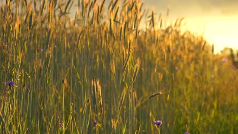 rural wheat field in the sunset