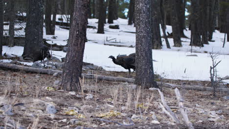 wild turkeys in a snowy forest area peck for food