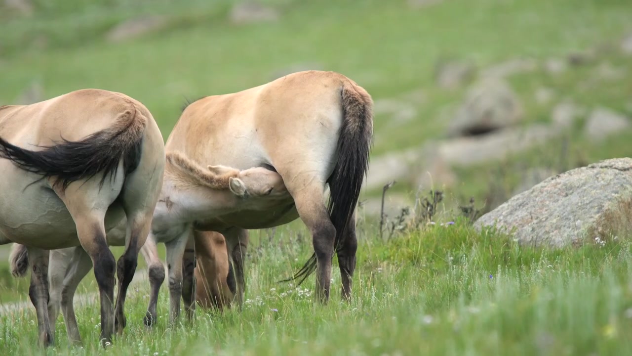 Przewalski-hesteføl dier fra sin mor på en græsklædt eng