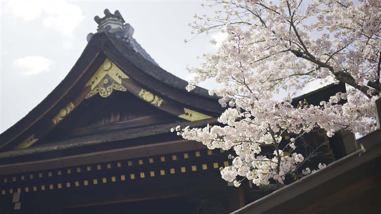 Springtime brings vibrant cherry blossoms to life beside Fushimi Inari ancient shrine in Kyoto, Japan