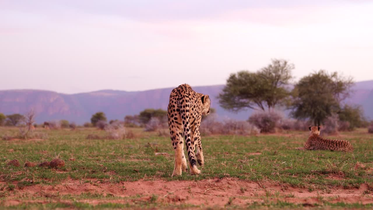 Pair of cheetahs, one standing in the savannaha