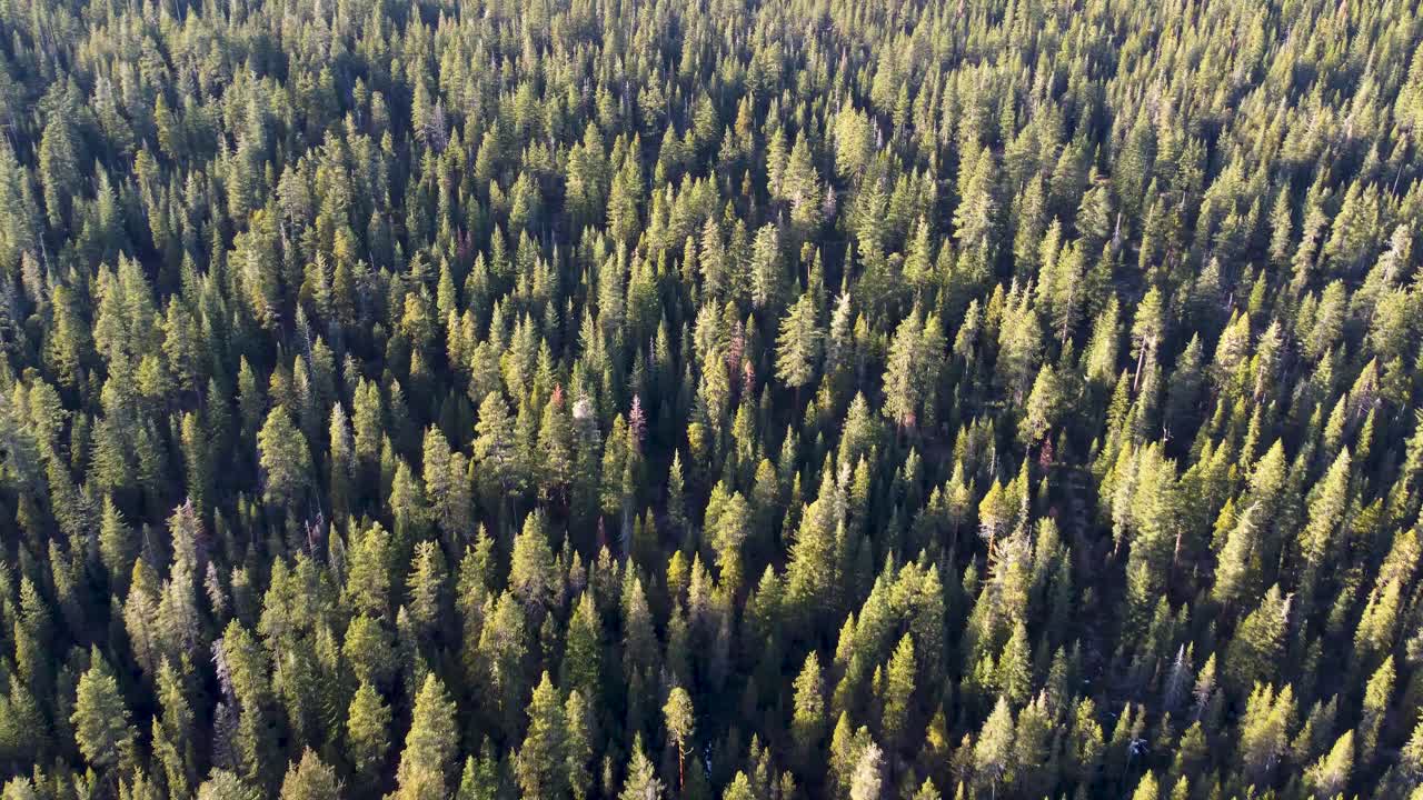 Aerial: Fly above dense California forest