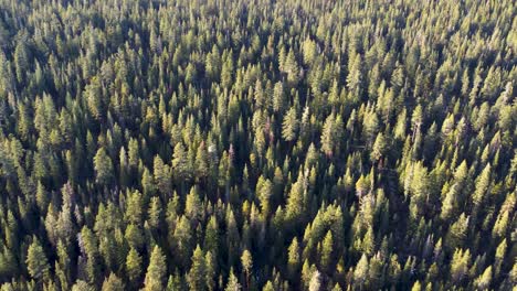 Aerial:-Fly-above-dense-California-forest