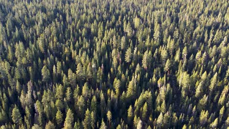 aerial: fly above dense california forest