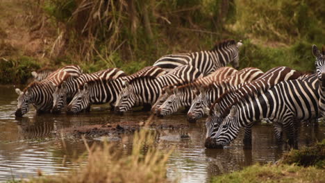 grant's zebra herd drink water for a river, serengeti, tanzania, medium shot