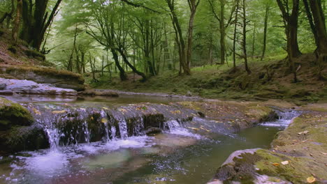 forest stream waterfall