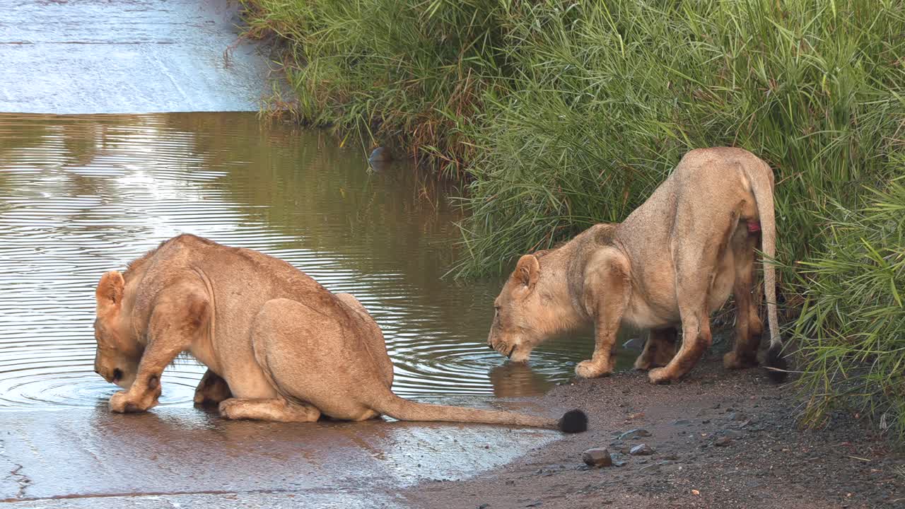 een langzame zoom-out opname van twee leeuwen die drinken, één kijkt na een tijdje op