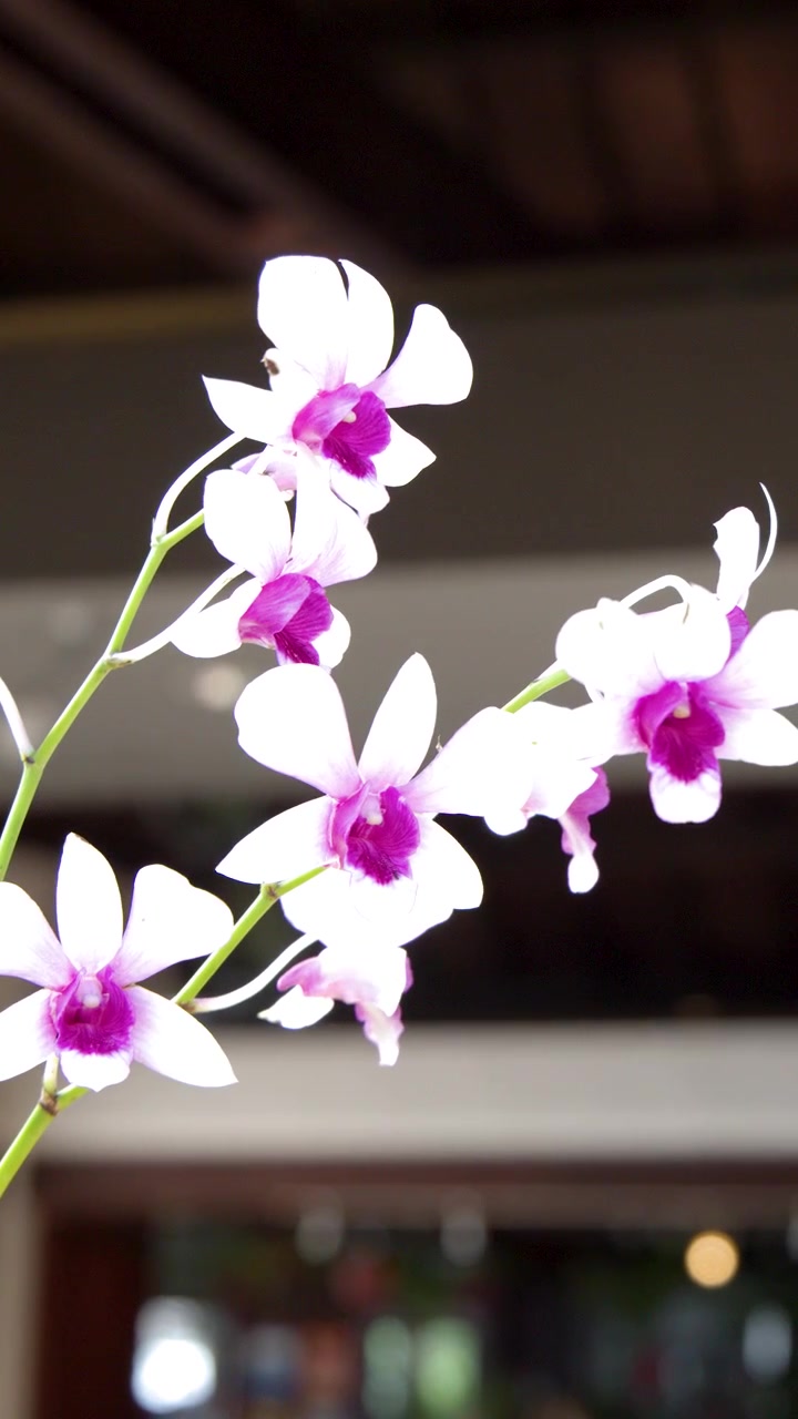 Primo piano di orchidee bianche con il centro rosa che ondeggiano delicatamente nella luce ambientale interna.