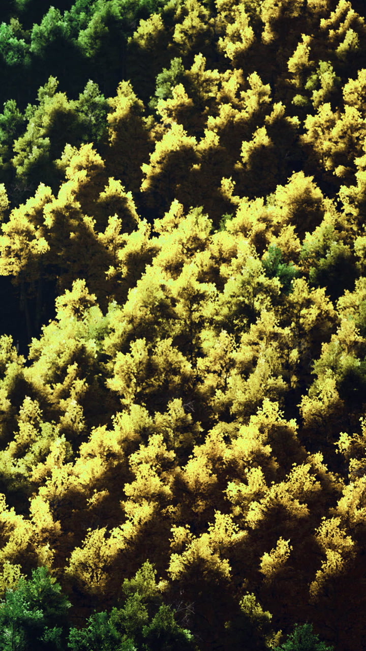 Bright yellow trees shine in sunlight in forest during autumn season