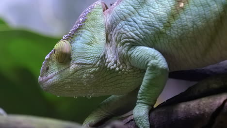 un camaleón parson arrastrándose lentamente sobre una rama de árbol - cerrar