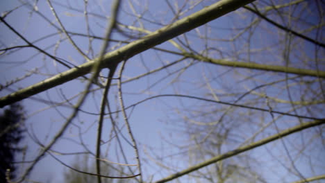 pussy willow branches growing in the garden in spring time right before easter shot against blue sky 4k close up