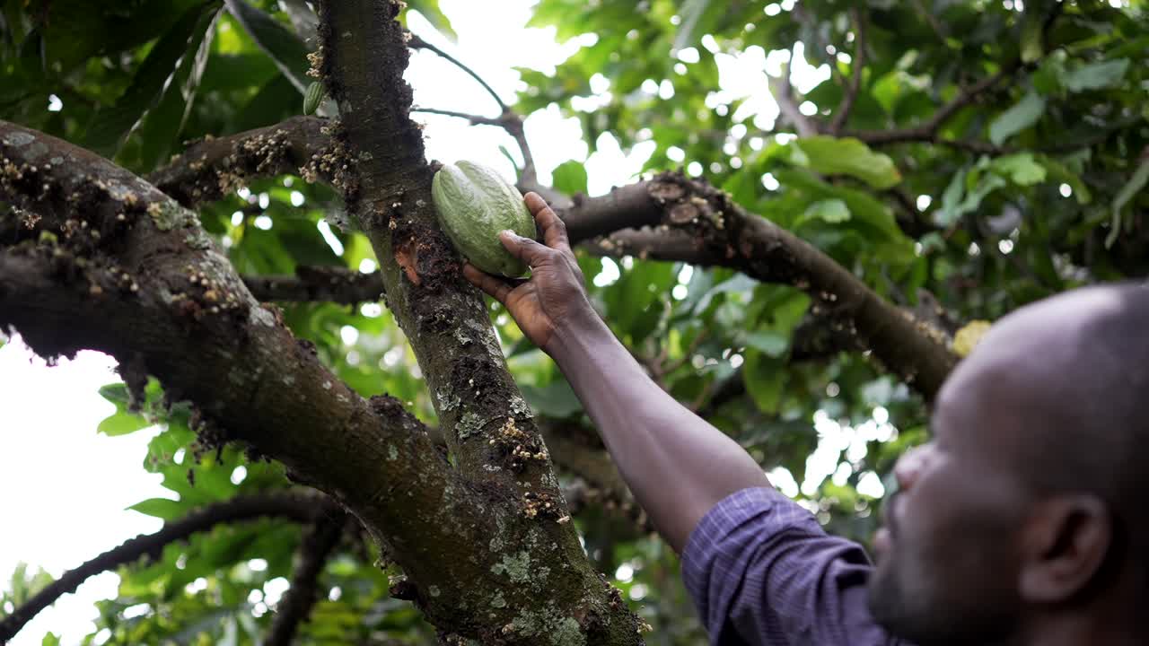 agricultor africano de cacao sosteniendo frutos de cacao con su mano negra