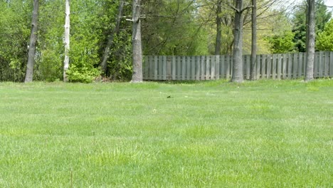 Horizontal-panning-shot-of-a-black-crow-going-through-grass-looking-for-small-insects-to-feed