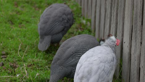 tres gallinas picando cerca de una valla de madera