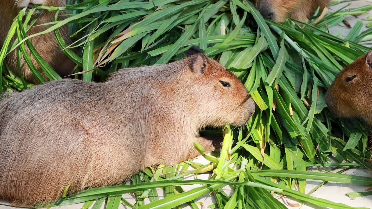 капибары наслаждаются едой в чонбури, таиланд