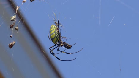 araña joro hembra con niños matando presas vivas en la macro de telaraña