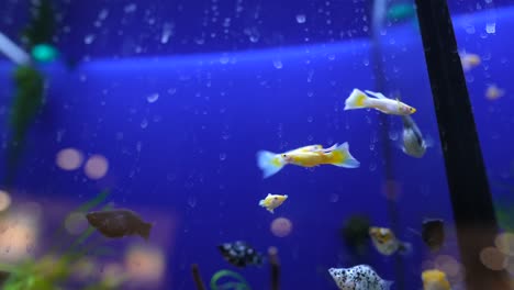 peces de acuario