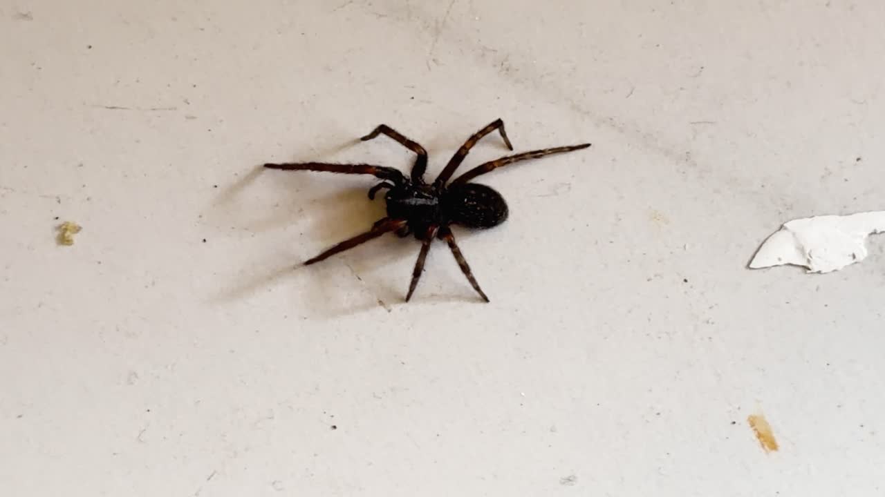 Black house spider moves across white indoor wall, captured in macro close-up with natural lighting