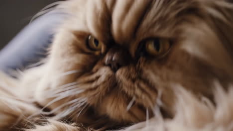 close up of a fluffy cat