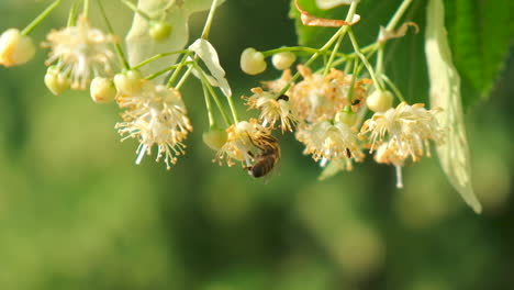 honey bee, apis mellifera carnica, pollinating blooming tree blossoms, close up, slow motion