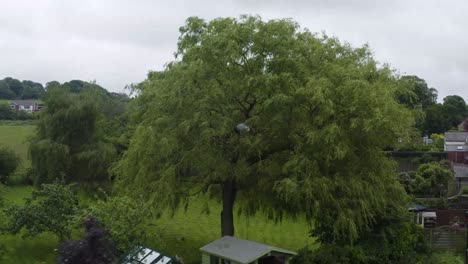 An aerial view of a tree surgeon trimming a large tree