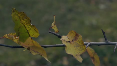 el viento ligero sopla y sacude las hojas de colores en la rama delgada