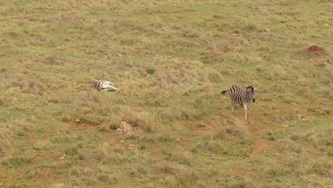 Drone-aerial-Zebra-sleeping-and-one-standing-in-the-wild