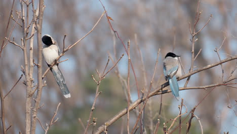 Dos-Pájaros-De-Urraca-De-Alas-Azules-Que-Se-Posan-Y-Vuelan-Lejos-De-Ramitas-Sin-Hojas-Durante-El-Invierno-En-El-Bosque-De-Corea-Del-Sur