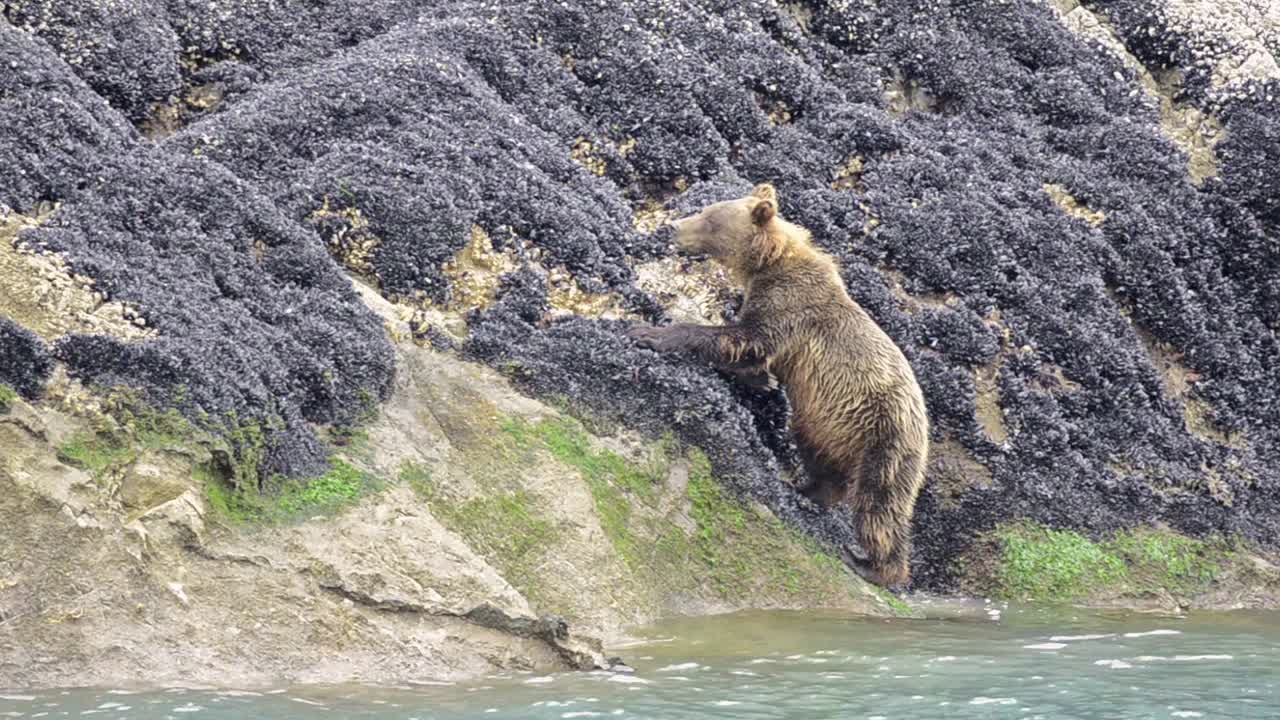 알래스카 남동부 글레이셔 베이 국립공원의 조간대에서 홍합을 먹고 있는 불곰
