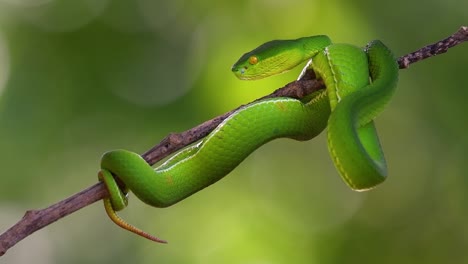 the white-lipped pit viper is a venomous pit viper endemic to southeast asia and is often found during the night waiting on a branch or limb of a tree near a body of water with plenty of food items