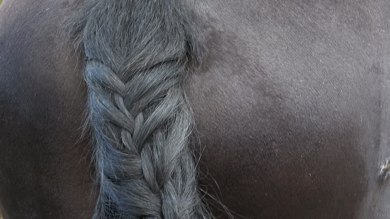 프리지안 말 리 (friesian horse tail) 는 말의 리에 있는 아름다운 리이다.