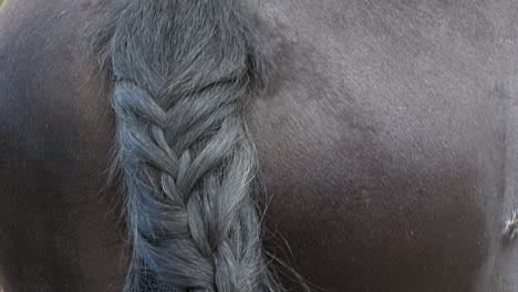 friesian horse tail with braid. beautiful braid on a tail at a horse.