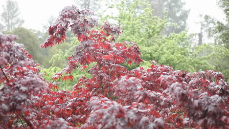 Rain-falls-on-a-forested-area-in-the-day-time